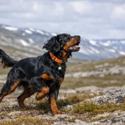 Gordon setter